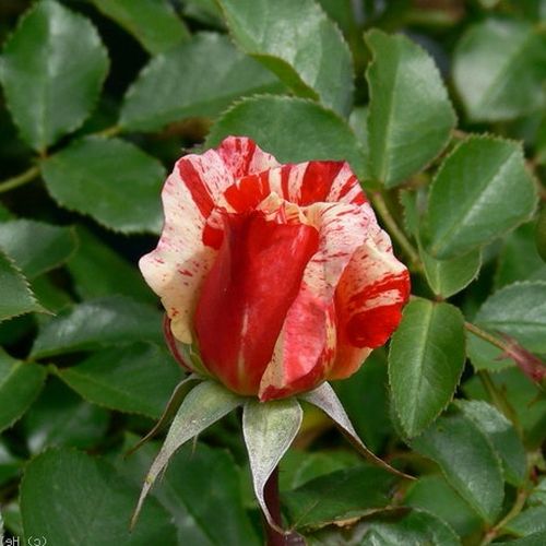 Rosa  City of Carlsbad™ - oranžovo - bílá - Stromková růže s klasickými květy - stromková růže s keřovitým tvarem koruny